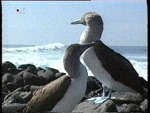 Stefanie Voigt_ Blaue Paradiese_Galapagos episode II
