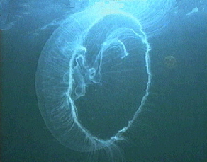 aquamotion_palau_id#SV13jellyfish01
