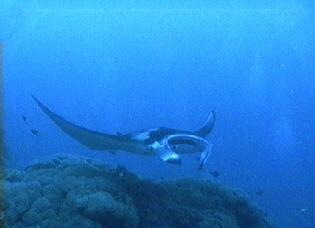 aquamotion_palau_id#SV18manta01