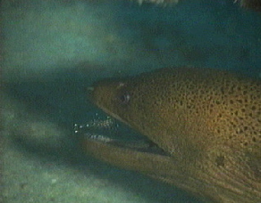 aquamotion_palau_id#SV21moray01