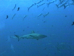 aquamotion_palau_id#SV31shark01