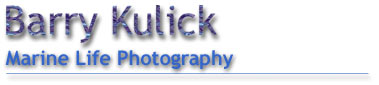 Barry Kulick is a professional underwater photographer and cameraman.  Although his major focus is the realm of still photography, Barry's cinema and video work has been seen in several films, commercials, training videos, and television shows. 