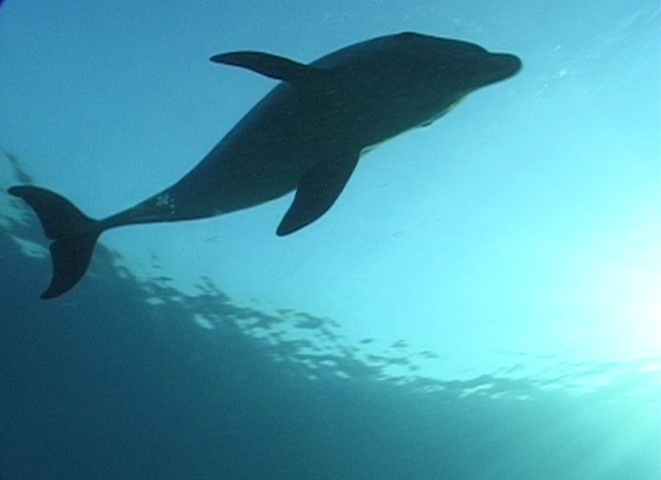 aquawoman ~ underwater demo - copyright aquamotion 2004 - CLICK PICTURE TO VIEW VIDEO