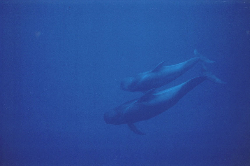 MUENCHNER MERKUR NEWSPAPER - Stefanie Voigt films wahles in Tenerife/Spain -- photography: Stefanie Voigt